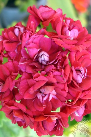 A mobile wallpaper and MMS picture for Apple iPhone 7s, 6s, 5s, 4s, Plus, iPods, iPads, New iPads, Samsung Galaxy S Series and Notes, Sony Ericsson Xperia, LG Mobile Phones, Tablets and Devices: Red color Pelargonia -Geranium- flower.
