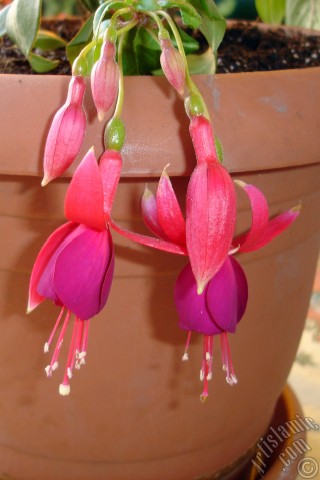 A mobile wallpaper and MMS picture for Apple iPhone 7s, 6s, 5s, 4s, Plus, iPods, iPads, New iPads, Samsung Galaxy S Series and Notes, Sony Ericsson Xperia, LG Mobile Phones, Tablets and Devices: Red and purple color Fuchsia Hybrid flower.
