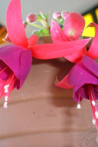 A mobile wallpaper and MMS picture for Apple iPhone 7s, 6s, 5s, 4s, Plus, iPods, iPads, New iPads, Samsung Galaxy S Series and Notes, Sony Ericsson Xperia, LG Mobile Phones, Tablets and Devices: Red and purple color Fuchsia Hybrid flower.
