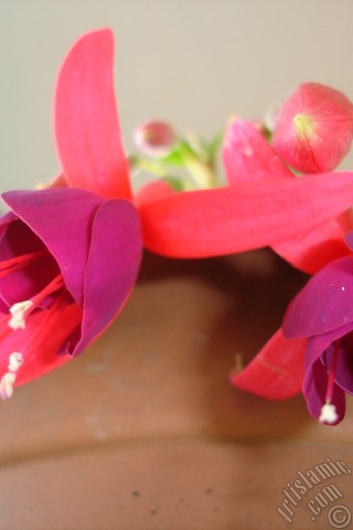 A mobile wallpaper and MMS picture for Apple iPhone 7s, 6s, 5s, 4s, Plus, iPods, iPads, New iPads, Samsung Galaxy S Series and Notes, Sony Ericsson Xperia, LG Mobile Phones, Tablets and Devices: Red and purple color Fuchsia Hybrid flower.
