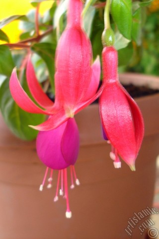 A mobile wallpaper and MMS picture for Apple iPhone 7s, 6s, 5s, 4s, Plus, iPods, iPads, New iPads, Samsung Galaxy S Series and Notes, Sony Ericsson Xperia, LG Mobile Phones, Tablets and Devices: Red and purple color Fuchsia Hybrid flower.
