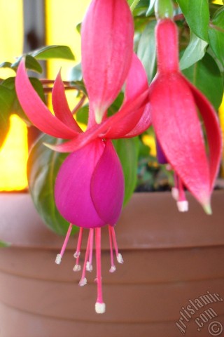 A mobile wallpaper and MMS picture for Apple iPhone 7s, 6s, 5s, 4s, Plus, iPods, iPads, New iPads, Samsung Galaxy S Series and Notes, Sony Ericsson Xperia, LG Mobile Phones, Tablets and Devices: Red and purple color Fuchsia Hybrid flower.
