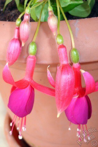 A mobile wallpaper and MMS picture for Apple iPhone 7s, 6s, 5s, 4s, Plus, iPods, iPads, New iPads, Samsung Galaxy S Series and Notes, Sony Ericsson Xperia, LG Mobile Phones, Tablets and Devices: Red and purple color Fuchsia Hybrid flower.
