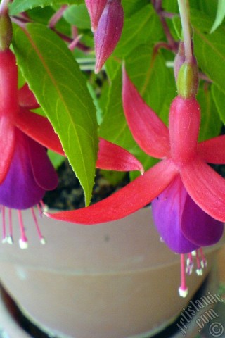 A mobile wallpaper and MMS picture for Apple iPhone 7s, 6s, 5s, 4s, Plus, iPods, iPads, New iPads, Samsung Galaxy S Series and Notes, Sony Ericsson Xperia, LG Mobile Phones, Tablets and Devices: Red and purple color Fuchsia Hybrid flower.
