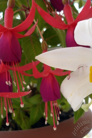 A mobile wallpaper and MMS picture for Apple iPhone 7s, 6s, 5s, 4s, Plus, iPods, iPads, New iPads, Samsung Galaxy S Series and Notes, Sony Ericsson Xperia, LG Mobile Phones, Tablets and Devices: Red and purple color Fuchsia Hybrid flower.
