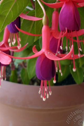 A mobile wallpaper and MMS picture for Apple iPhone 7s, 6s, 5s, 4s, Plus, iPods, iPads, New iPads, Samsung Galaxy S Series and Notes, Sony Ericsson Xperia, LG Mobile Phones, Tablets and Devices: Red and purple color Fuchsia Hybrid flower.
