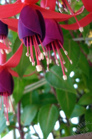 A mobile wallpaper and MMS picture for Apple iPhone 7s, 6s, 5s, 4s, Plus, iPods, iPads, New iPads, Samsung Galaxy S Series and Notes, Sony Ericsson Xperia, LG Mobile Phones, Tablets and Devices: Red and purple color Fuchsia Hybrid flower.
