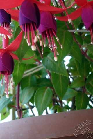 A mobile wallpaper and MMS picture for Apple iPhone 7s, 6s, 5s, 4s, Plus, iPods, iPads, New iPads, Samsung Galaxy S Series and Notes, Sony Ericsson Xperia, LG Mobile Phones, Tablets and Devices: Red and purple color Fuchsia Hybrid flower.
