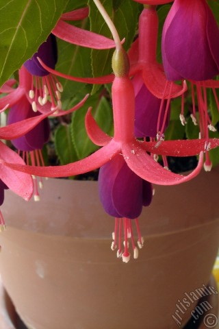 A mobile wallpaper and MMS picture for Apple iPhone 7s, 6s, 5s, 4s, Plus, iPods, iPads, New iPads, Samsung Galaxy S Series and Notes, Sony Ericsson Xperia, LG Mobile Phones, Tablets and Devices: Red and purple color Fuchsia Hybrid flower.
