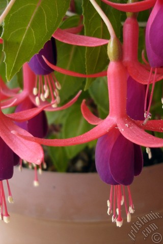 A mobile wallpaper and MMS picture for Apple iPhone 7s, 6s, 5s, 4s, Plus, iPods, iPads, New iPads, Samsung Galaxy S Series and Notes, Sony Ericsson Xperia, LG Mobile Phones, Tablets and Devices: Red and purple color Fuchsia Hybrid flower.
