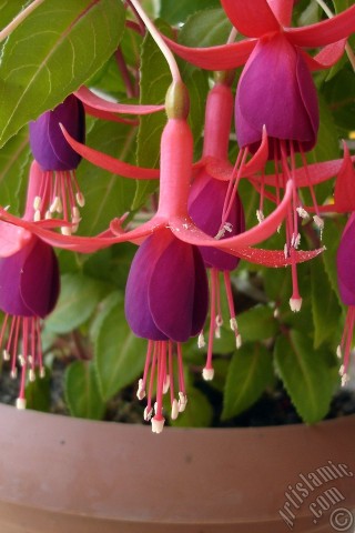 A mobile wallpaper and MMS picture for Apple iPhone 7s, 6s, 5s, 4s, Plus, iPods, iPads, New iPads, Samsung Galaxy S Series and Notes, Sony Ericsson Xperia, LG Mobile Phones, Tablets and Devices: Red and purple color Fuchsia Hybrid flower.
