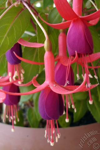 A mobile wallpaper and MMS picture for Apple iPhone 7s, 6s, 5s, 4s, Plus, iPods, iPads, New iPads, Samsung Galaxy S Series and Notes, Sony Ericsson Xperia, LG Mobile Phones, Tablets and Devices: Red and purple color Fuchsia Hybrid flower.
