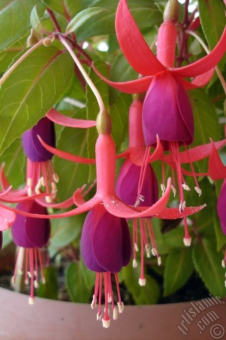 A mobile wallpaper and MMS picture for Apple iPhone 7s, 6s, 5s, 4s, Plus, iPods, iPads, New iPads, Samsung Galaxy S Series and Notes, Sony Ericsson Xperia, LG Mobile Phones, Tablets and Devices: Red and purple color Fuchsia Hybrid flower.
