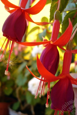 A mobile wallpaper and MMS picture for Apple iPhone 7s, 6s, 5s, 4s, Plus, iPods, iPads, New iPads, Samsung Galaxy S Series and Notes, Sony Ericsson Xperia, LG Mobile Phones, Tablets and Devices: Red and purple color Fuchsia Hybrid flower.
