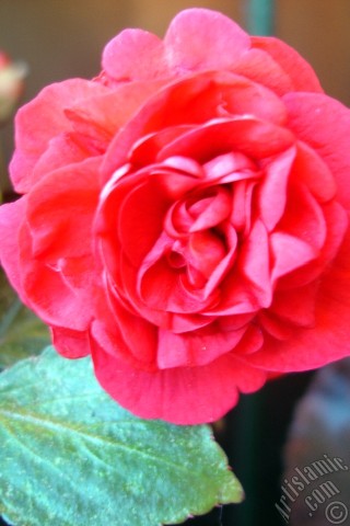 A mobile wallpaper and MMS picture for Apple iPhone 7s, 6s, 5s, 4s, Plus, iPods, iPads, New iPads, Samsung Galaxy S Series and Notes, Sony Ericsson Xperia, LG Mobile Phones, Tablets and Devices: Red color Begonia Elatior flower.
