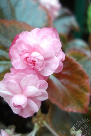 A mobile wallpaper and MMS picture for Apple iPhone 7s, 6s, 5s, 4s, Plus, iPods, iPads, New iPads, Samsung Galaxy S Series and Notes, Sony Ericsson Xperia, LG Mobile Phones, Tablets and Devices: Red color Begonia Elatior flower.
