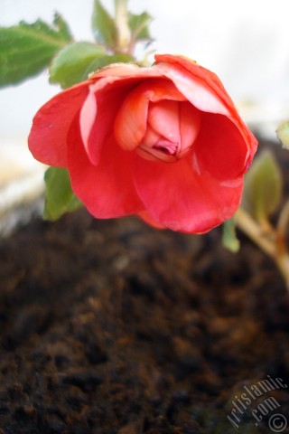 A mobile wallpaper and MMS picture for Apple iPhone 7s, 6s, 5s, 4s, Plus, iPods, iPads, New iPads, Samsung Galaxy S Series and Notes, Sony Ericsson Xperia, LG Mobile Phones, Tablets and Devices: Red color Begonia Elatior flower.
