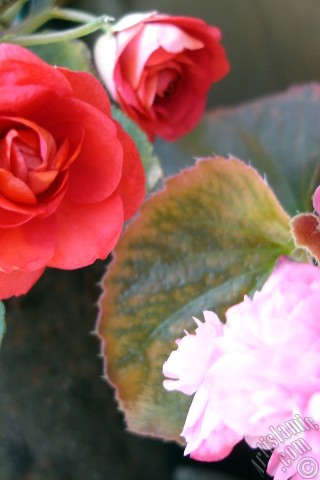 A mobile wallpaper and MMS picture for Apple iPhone 7s, 6s, 5s, 4s, Plus, iPods, iPads, New iPads, Samsung Galaxy S Series and Notes, Sony Ericsson Xperia, LG Mobile Phones, Tablets and Devices: Red color Begonia Elatior flower.
