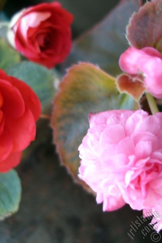 A mobile wallpaper and MMS picture for Apple iPhone 7s, 6s, 5s, 4s, Plus, iPods, iPads, New iPads, Samsung Galaxy S Series and Notes, Sony Ericsson Xperia, LG Mobile Phones, Tablets and Devices: Red color Begonia Elatior flower.
