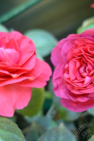 A mobile wallpaper and MMS picture for Apple iPhone 7s, 6s, 5s, 4s, Plus, iPods, iPads, New iPads, Samsung Galaxy S Series and Notes, Sony Ericsson Xperia, LG Mobile Phones, Tablets and Devices: Red color Begonia Elatior flower.
