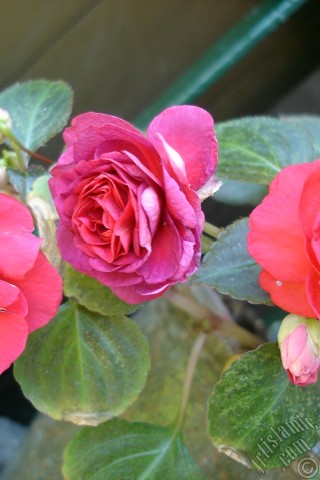 A mobile wallpaper and MMS picture for Apple iPhone 7s, 6s, 5s, 4s, Plus, iPods, iPads, New iPads, Samsung Galaxy S Series and Notes, Sony Ericsson Xperia, LG Mobile Phones, Tablets and Devices: Red color Begonia Elatior flower.
