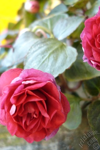 A mobile wallpaper and MMS picture for Apple iPhone 7s, 6s, 5s, 4s, Plus, iPods, iPads, New iPads, Samsung Galaxy S Series and Notes, Sony Ericsson Xperia, LG Mobile Phones, Tablets and Devices: Red color Begonia Elatior flower.
