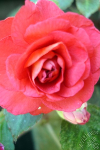 A mobile wallpaper and MMS picture for Apple iPhone 7s, 6s, 5s, 4s, Plus, iPods, iPads, New iPads, Samsung Galaxy S Series and Notes, Sony Ericsson Xperia, LG Mobile Phones, Tablets and Devices: Red color Begonia Elatior flower.
