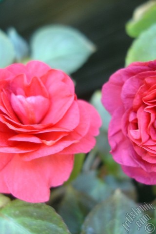 A mobile wallpaper and MMS picture for Apple iPhone 7s, 6s, 5s, 4s, Plus, iPods, iPads, New iPads, Samsung Galaxy S Series and Notes, Sony Ericsson Xperia, LG Mobile Phones, Tablets and Devices: Red color Begonia Elatior flower.
