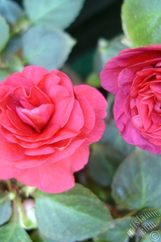 A mobile wallpaper and MMS picture for Apple iPhone 7s, 6s, 5s, 4s, Plus, iPods, iPads, New iPads, Samsung Galaxy S Series and Notes, Sony Ericsson Xperia, LG Mobile Phones, Tablets and Devices: Red color Begonia Elatior flower.
