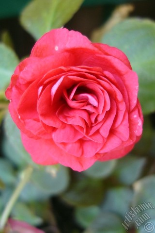 A mobile wallpaper and MMS picture for Apple iPhone 7s, 6s, 5s, 4s, Plus, iPods, iPads, New iPads, Samsung Galaxy S Series and Notes, Sony Ericsson Xperia, LG Mobile Phones, Tablets and Devices: Red color Begonia Elatior flower.
