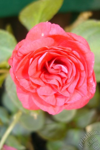 A mobile wallpaper and MMS picture for Apple iPhone 7s, 6s, 5s, 4s, Plus, iPods, iPads, New iPads, Samsung Galaxy S Series and Notes, Sony Ericsson Xperia, LG Mobile Phones, Tablets and Devices: Red color Begonia Elatior flower.
