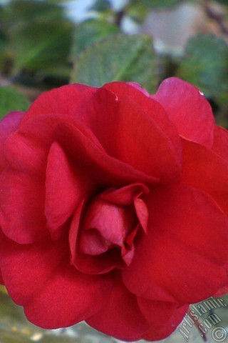 A mobile wallpaper and MMS picture for Apple iPhone 7s, 6s, 5s, 4s, Plus, iPods, iPads, New iPads, Samsung Galaxy S Series and Notes, Sony Ericsson Xperia, LG Mobile Phones, Tablets and Devices: Red color Begonia Elatior flower.
