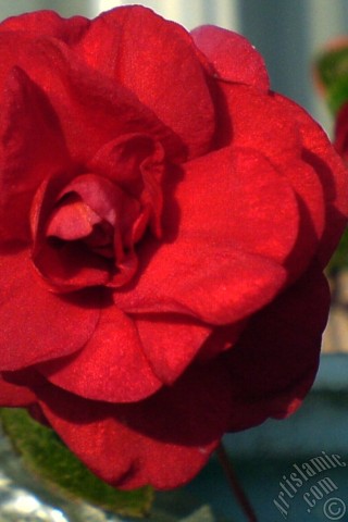 A mobile wallpaper and MMS picture for Apple iPhone 7s, 6s, 5s, 4s, Plus, iPods, iPads, New iPads, Samsung Galaxy S Series and Notes, Sony Ericsson Xperia, LG Mobile Phones, Tablets and Devices: Red color Begonia Elatior flower.
