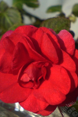 A mobile wallpaper and MMS picture for Apple iPhone 7s, 6s, 5s, 4s, Plus, iPods, iPads, New iPads, Samsung Galaxy S Series and Notes, Sony Ericsson Xperia, LG Mobile Phones, Tablets and Devices: Red color Begonia Elatior flower.
