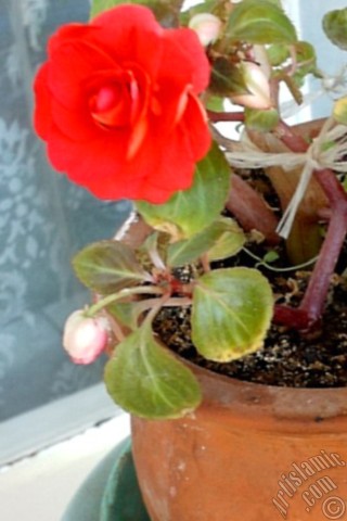 A mobile wallpaper and MMS picture for Apple iPhone 7s, 6s, 5s, 4s, Plus, iPods, iPads, New iPads, Samsung Galaxy S Series and Notes, Sony Ericsson Xperia, LG Mobile Phones, Tablets and Devices: Red color Begonia Elatior flower.
