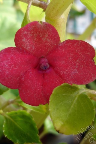 A mobile wallpaper and MMS picture for Apple iPhone 7s, 6s, 5s, 4s, Plus, iPods, iPads, New iPads, Samsung Galaxy S Series and Notes, Sony Ericsson Xperia, LG Mobile Phones, Tablets and Devices: Garden Balsam, -Touch-me-not, Jewel Weed- flower.
