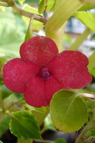 A mobile wallpaper and MMS picture for Apple iPhone 7s, 6s, 5s, 4s, Plus, iPods, iPads, New iPads, Samsung Galaxy S Series and Notes, Sony Ericsson Xperia, LG Mobile Phones, Tablets and Devices: Garden Balsam, -Touch-me-not, Jewel Weed- flower.
