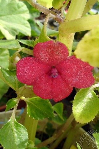 A mobile wallpaper and MMS picture for Apple iPhone 7s, 6s, 5s, 4s, Plus, iPods, iPads, New iPads, Samsung Galaxy S Series and Notes, Sony Ericsson Xperia, LG Mobile Phones, Tablets and Devices: Garden Balsam, -Touch-me-not, Jewel Weed- flower.
