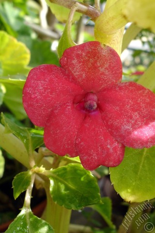 A mobile wallpaper and MMS picture for Apple iPhone 7s, 6s, 5s, 4s, Plus, iPods, iPads, New iPads, Samsung Galaxy S Series and Notes, Sony Ericsson Xperia, LG Mobile Phones, Tablets and Devices: Garden Balsam, -Touch-me-not, Jewel Weed- flower.
