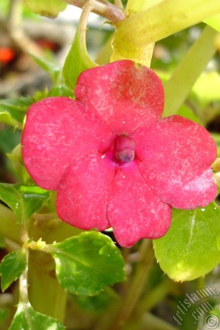 A mobile wallpaper and MMS picture for Apple iPhone 7s, 6s, 5s, 4s, Plus, iPods, iPads, New iPads, Samsung Galaxy S Series and Notes, Sony Ericsson Xperia, LG Mobile Phones, Tablets and Devices: Garden Balsam, -Touch-me-not, Jewel Weed- flower.
