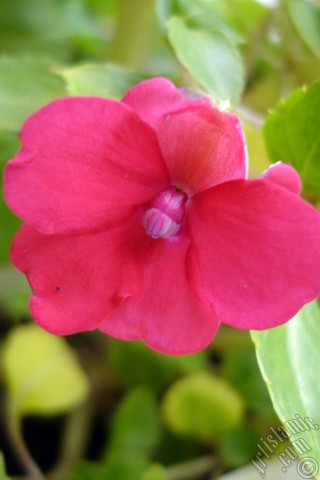 A mobile wallpaper and MMS picture for Apple iPhone 7s, 6s, 5s, 4s, Plus, iPods, iPads, New iPads, Samsung Galaxy S Series and Notes, Sony Ericsson Xperia, LG Mobile Phones, Tablets and Devices: Garden Balsam, -Touch-me-not, Jewel Weed- flower.
