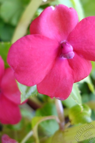 A mobile wallpaper and MMS picture for Apple iPhone 7s, 6s, 5s, 4s, Plus, iPods, iPads, New iPads, Samsung Galaxy S Series and Notes, Sony Ericsson Xperia, LG Mobile Phones, Tablets and Devices: Garden Balsam, -Touch-me-not, Jewel Weed- flower.
