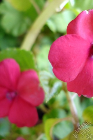 A mobile wallpaper and MMS picture for Apple iPhone 7s, 6s, 5s, 4s, Plus, iPods, iPads, New iPads, Samsung Galaxy S Series and Notes, Sony Ericsson Xperia, LG Mobile Phones, Tablets and Devices: Garden Balsam, -Touch-me-not, Jewel Weed- flower.
