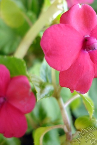 A mobile wallpaper and MMS picture for Apple iPhone 7s, 6s, 5s, 4s, Plus, iPods, iPads, New iPads, Samsung Galaxy S Series and Notes, Sony Ericsson Xperia, LG Mobile Phones, Tablets and Devices: Garden Balsam, -Touch-me-not, Jewel Weed- flower.
