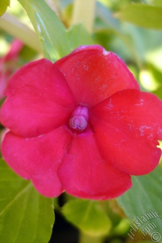 A mobile wallpaper and MMS picture for Apple iPhone 7s, 6s, 5s, 4s, Plus, iPods, iPads, New iPads, Samsung Galaxy S Series and Notes, Sony Ericsson Xperia, LG Mobile Phones, Tablets and Devices: Garden Balsam, -Touch-me-not, Jewel Weed- flower.
