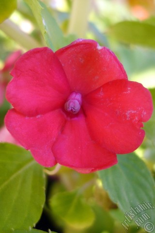 A mobile wallpaper and MMS picture for Apple iPhone 7s, 6s, 5s, 4s, Plus, iPods, iPads, New iPads, Samsung Galaxy S Series and Notes, Sony Ericsson Xperia, LG Mobile Phones, Tablets and Devices: Garden Balsam, -Touch-me-not, Jewel Weed- flower.
