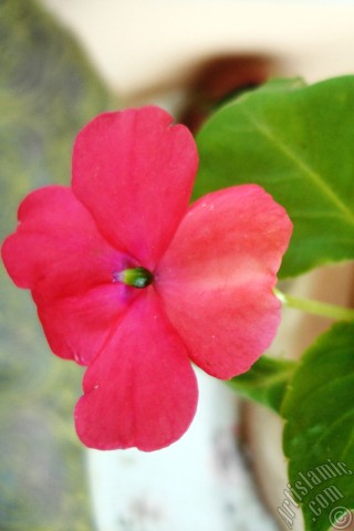 A mobile wallpaper and MMS picture for Apple iPhone 7s, 6s, 5s, 4s, Plus, iPods, iPads, New iPads, Samsung Galaxy S Series and Notes, Sony Ericsson Xperia, LG Mobile Phones, Tablets and Devices: Garden Balsam, -Touch-me-not, Jewel Weed- flower.
