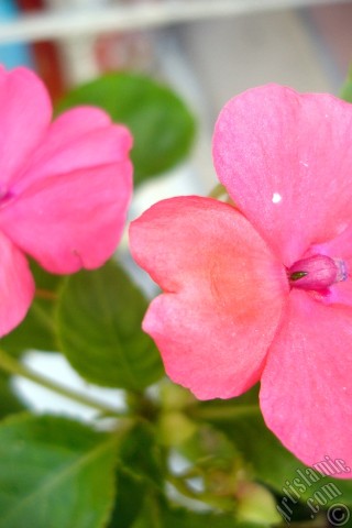 A mobile wallpaper and MMS picture for Apple iPhone 7s, 6s, 5s, 4s, Plus, iPods, iPads, New iPads, Samsung Galaxy S Series and Notes, Sony Ericsson Xperia, LG Mobile Phones, Tablets and Devices: Garden Balsam, -Touch-me-not, Jewel Weed- flower.
