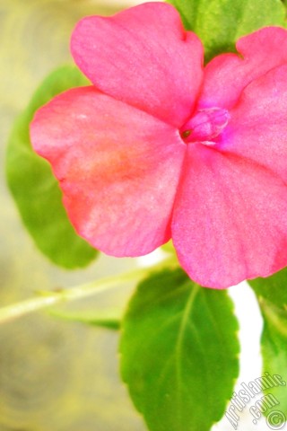 A mobile wallpaper and MMS picture for Apple iPhone 7s, 6s, 5s, 4s, Plus, iPods, iPads, New iPads, Samsung Galaxy S Series and Notes, Sony Ericsson Xperia, LG Mobile Phones, Tablets and Devices: Garden Balsam, -Touch-me-not, Jewel Weed- flower.
