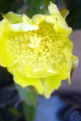 A mobile wallpaper and MMS picture for Apple iPhone 7s, 6s, 5s, 4s, Plus, iPods, iPads, New iPads, Samsung Galaxy S Series and Notes, Sony Ericsson Xperia, LG Mobile Phones, Tablets and Devices: Prickly Pear with yellow flower.
